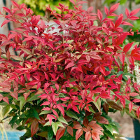 Nandina domestica Obsessed - Nandina Obsessed