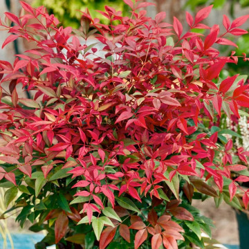 Nandina domestica Obsessed - Nandina Obsessed