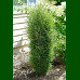 Frangula alnus Ron Williams - Frangula