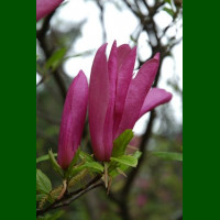 Magnolia Susan - Magnolija Susan
