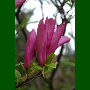 Magnolia Susan - Magnolija Susan