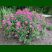 Spirea japonica Anthony Waterer - Japanska spirea Anthony Waterer
