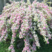 Weigela florida Suzanne - Vejgela Suzanne