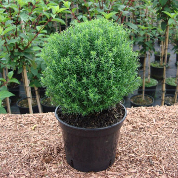 Thuja occidentalis Teddy - Patuljasta loptasta tuja Teddy