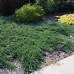 Juniperus horizontalis Wiltonii - Polegla kleka Wiltonii