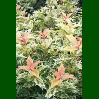 Osmanthus heterophyllus Goshiki - Osmantus