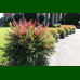 Nandina domestica Obsessed - Nandina Obsessed