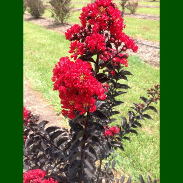 Lagerstroemia indica Best Red - Indijski jorgovan Best Red