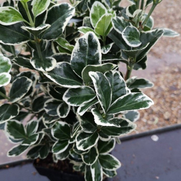 Euonymus japonicus Kathy - Šarenolisni evonimus Kathy
