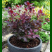 Cotinus coggygria Lilla - Patuljasti purpurni cotinus