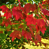 Acer rubrum October Glory - Crveni javor October Glory