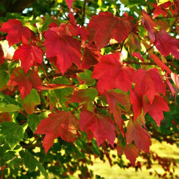 Acer rubrum October Glory - Crveni javor October Glory