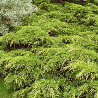 Juniperus pfitzeriana Aurea - Polegla kleka Aurea
