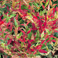 Nandina domestica Red Light - Nandina Red Light