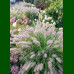 Pennisetum Little Bunny - Ukrasna trava Little Bunny