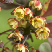 Berberis thunbergii Darts Red Lady - Berberis Darts Red Lady