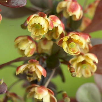 Berberis thunbergii Darts Red Lady - Berberis Darts Red Lady