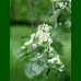 Sorbus intermedia - Švedska mukinja