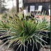 Sesleria heufleriana - Sesleria