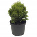 Chamaecyparis Lawsoniana Minima Glauca - Pačempres Minima Glauca