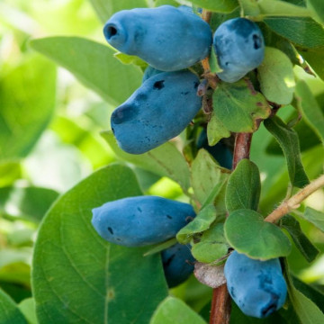 Lonicera caerulea Wojtek - Borovnica Wojtek