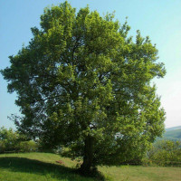 Acer campestre - Klen