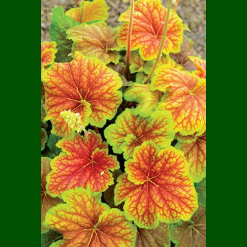 Heuchera Delta Dawn - Hojhera Delta Dawn