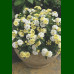 Lantana camara Snow White - Lantana Snow White