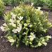 Weigela Picobella Bianco - Vejgela Picobella Bianco