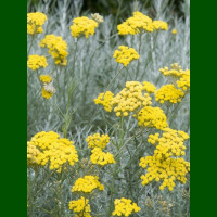 Helichrysum italicum - Smilje
