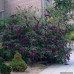 Buddleja davidii Nanho Purple - Letnji jorgovan Nanho Purple