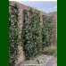 Trachelosperum jasminoides - Zimzeleni jasmin