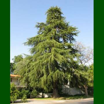 Cedrus Deodara - Himalajski kedar