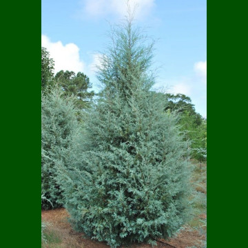 Cupressus Arizonica Glauca - Arizonski čempres