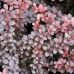 Berberis thunbergii Darts Red Lady - Berberis Darts Red Lady