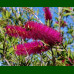 Callistemon Mauve Mist - Kalistemon Mauve Mist