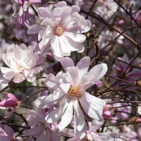 Magnolia stellata Rosea - Zvezdasta magnolija Rosea
