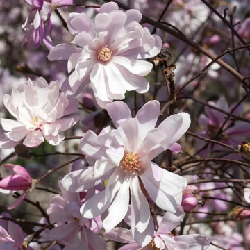 Magnolia stellata Rosea - Zvezdasta magnolija Rosea