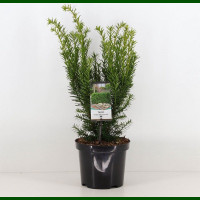 Taxus media Densiformis - Tisa Densiformis