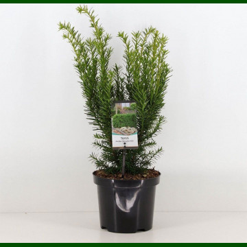 Taxus media Densiformis - Tisa Densiformis