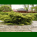 Juniperus pfitzeriana Aurea - Polegla kleka Aurea