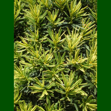 Taxus baccata Fastigiata Aurea - Stubasta zlatna tisa