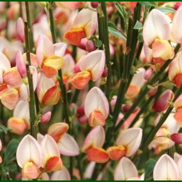 Cytisus Zeelandia - Citisus Zeelandia