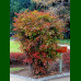 Nandina domestica - Nandina