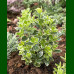 Euonymus japonicus Kathy - Šarenolisni evonimus Kathy