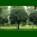 Fraxinus ornus Mecsek - Crni jasen Mecsek