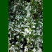 Weigela florida Candida - Vejgela Candida