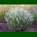 Lavandula angustifolia Alba - Bela lavanda