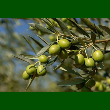 Olea europaea Cipressino - Maslina drvo Cipressino