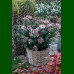 Viburnum tinus - Zimska bangita